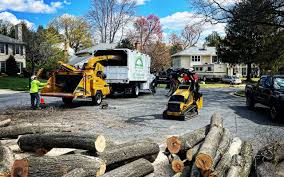 Trusted Robie Creek, ID Tree Removal Experts