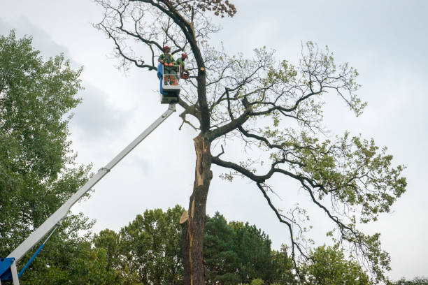 Best Storm Damage Tree Cleanup  in Robie Creek, ID