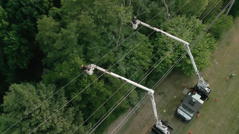 Best Tree Preservation Services  in Robie Creek, ID