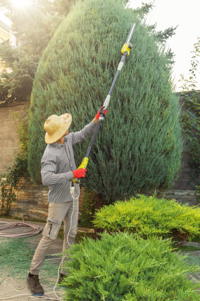 Best Tree Disease Treatment  in Robie Creek, ID