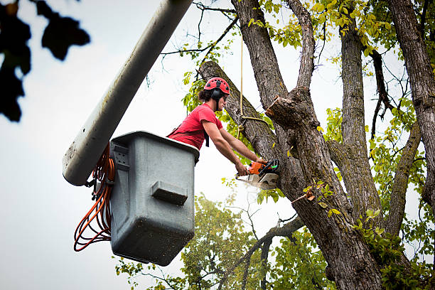 Best Hazardous Tree Removal  in Robie Creek, ID