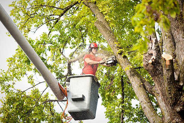 Best Commercial Tree Services  in Robie Creek, ID